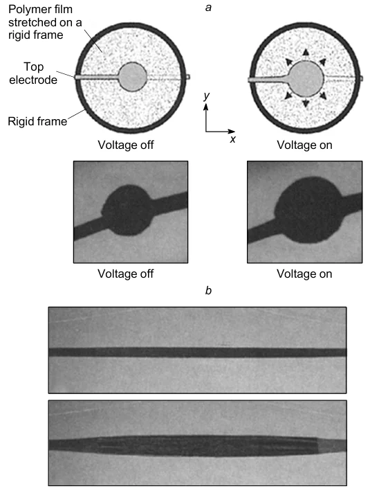 Schematic representation of the operation of DEA membranes during actuation: (a) circular DEA (the electrode diameter is 5 mm); (b) linear DEA.108 Reproduced with the permission of The American Association for the Advancement of Science.