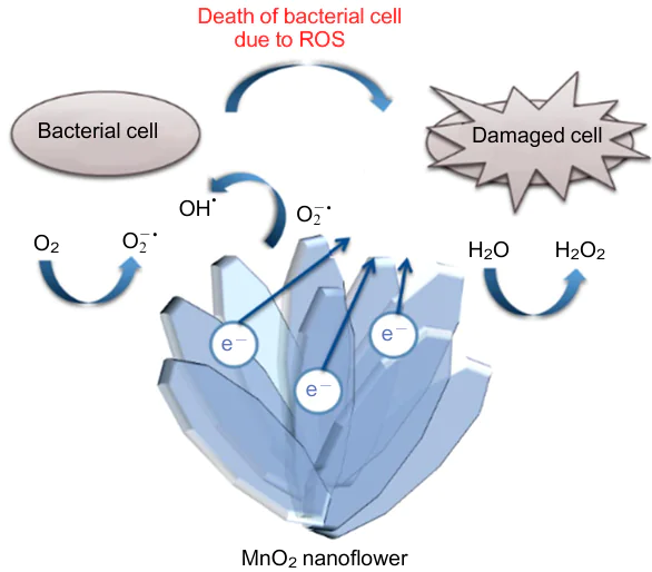 Scheme of antibacterial action of δ-MnO2 nanosheets. The Figure was created by the authors using published data.215