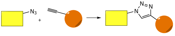 General schematic picture of the bio-orthogonal azide – alkyne cycloaddition reaction