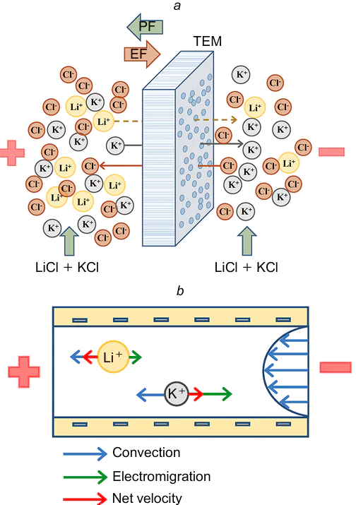 Scheme of Li+ and K+ ion separation by counter-current electromigration (a) and ion velocities in the pore of a track-etched membrane (b). The velocity of electromigration (green arrows) is proportional to the ion mobility; the velocity of convective transfer (blue arrows) is the same for both ions; the net velocities (red arrows) can be directed oppositely