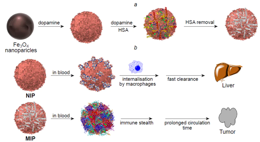 Schematic diagram of the synthesis of hybrid MIP for PTT and immune stealth (a) and differences between the circulation mechanisms of MIP and non-imprinted polymer (NIP) (b).237 HSA is human serum albumin.