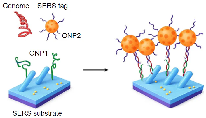 Assembly of ternary complexes allows double verification of pathogen genome as well as sandwich-like complex formation with approaching of SERS tags to the SERS substrate