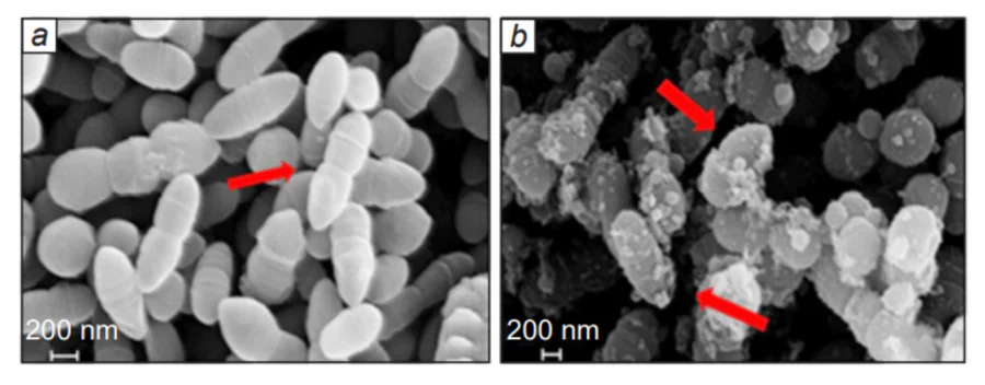 SEM images of S. mutans treated with Clitoria ternatea aqueous extract at a concentration of 400 μg mL–1. (a) 0 hours (control) and (b) 48 hours[90].