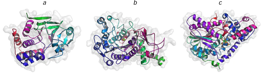 Structures of human protein phosphatase (a), human alkaline phosphatase (b), and phytase from Aspergillus niger (c). The structural parameters were retrieved from RCSB PDB (codes 6DNO, 1ZED, and 3K4Q, respectively). The catalytically significant Mg2+/Zn2+ ions in the enzyme active sites are shown as spheres.