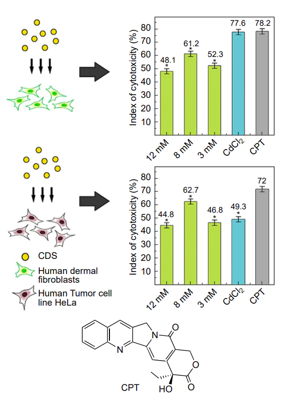 Index of cytotoxicity for aqueous colloidal solutions of CdS in various concentrations (green columns) after the synthesis and for precursors according to methyl thiazolyl tetrazolium (МТТ) assay data, CPT is camptothecin (control)[716].