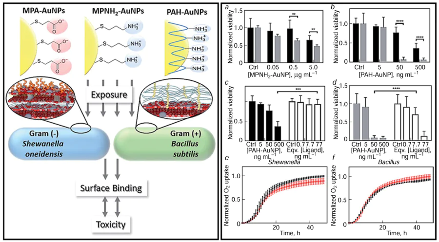 The left panel shows the overall experimental concept for evaluation of the toxicity of gold nanoparticles with different coatings against gram-positive and gram-negative bacteria. The right panel shows experimental data: (a – d) viability of the Shewanella (black) and Bacillus (grey) bacteria after incubation with MPANH2-AuNPs and PAH-AuNPs determined by the colony counting method. The white columns correspond to the viability of bacteria determined in the presence of an equivalent concentration of the polymer but without GNPs; (e, f) results of the respirometric analysis of Shewanella (e) and Bacillus ( f) incubated in the medium without (black) and with (red) MPA-AuNPs; the concentration was 5 μg Au mL–1. The oxygen uptake curves show a minor influence of MPA-AuNPs on the metabolic activity of the bacteria. The diagrams (a – d) show the p-values for the statistical significance in the independent t-test, ****p &lt; 0.0001 (statistically significant values), ***p &lt; 0.001 (values of high statistical significance), **p &lt; 0.01 (values at the border of statistical significance).83 Figure reproduced with permission from the Royal Society of Chemistry.