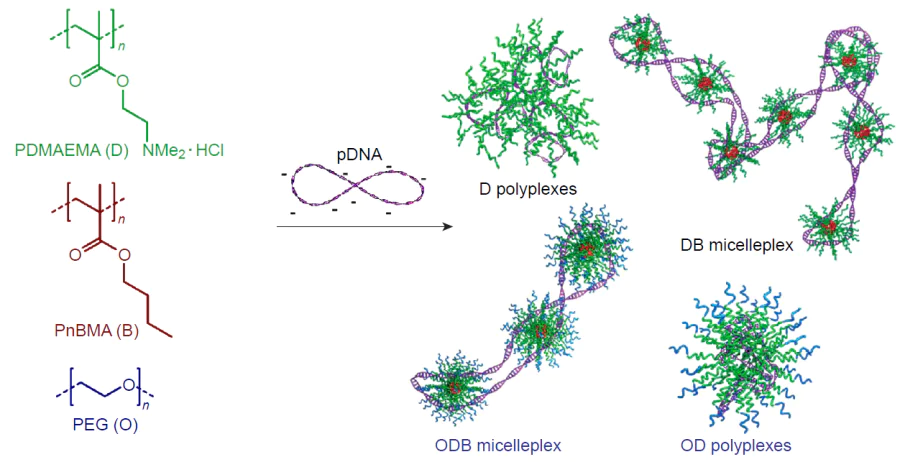 Schematic image of the interaction products between cationic polymers (D, B, O) and plasmid DNA: the D and OD polymers form complexes and polyplexes, while amphiphilic block copolymers DB and ODB are self-assembled into spherical micelles and form micelleplexes with plasmid DNA.289