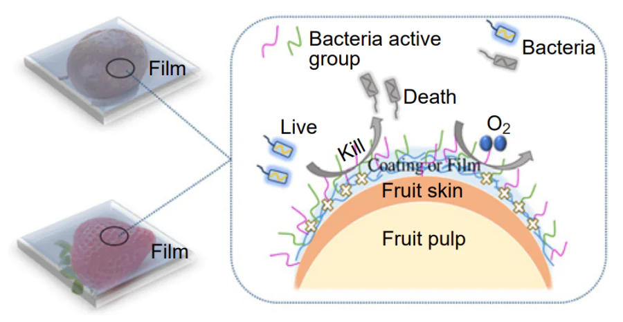 Scheme of the proposed mechanism of antibacterial protection of fruits by a chitosan-based film.