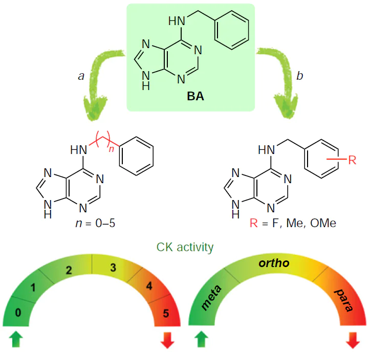 Effect of the N6-substituent structure on cytokinin activity in modified N6-benzyladenine analogues: varying the length of the linker between the benzene ring and the amino group (a) and altering the position of substituents in the benzyl moiety (b). Shades of green indicate cytokinin activity in the compounds that is greater than or equal to that of BA; shades of yellow and orange indicate reduced activity; red indicates no activity.