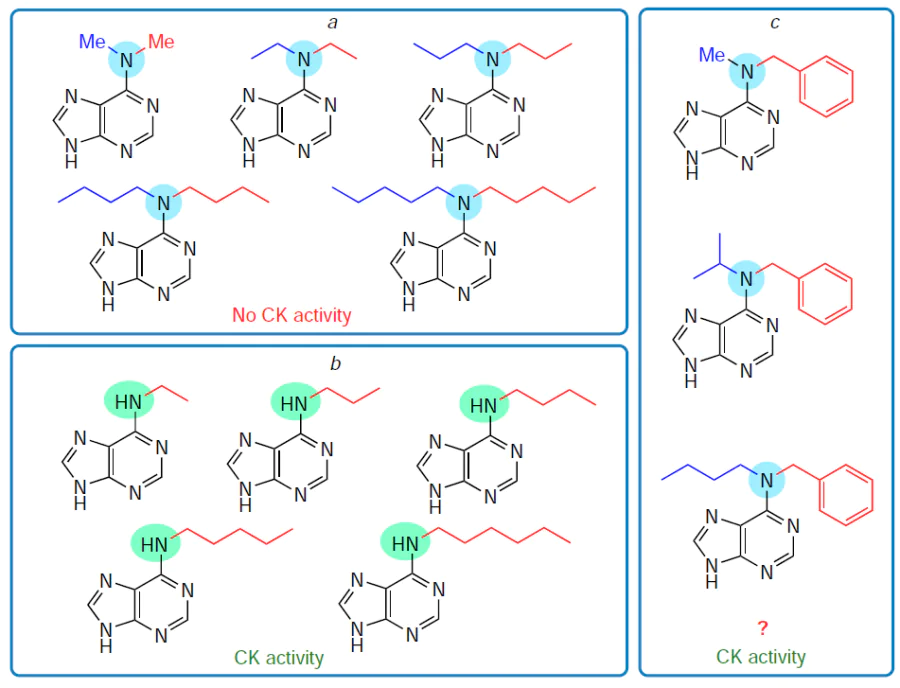 Effect of alkyl groups at the N6 position on the cytokinin activity for N6, N6-dialkyl-substituted (a) and monoalkyl-substituted (b) adenines and for BA derivatives with a second substituent at the N6 position (c).