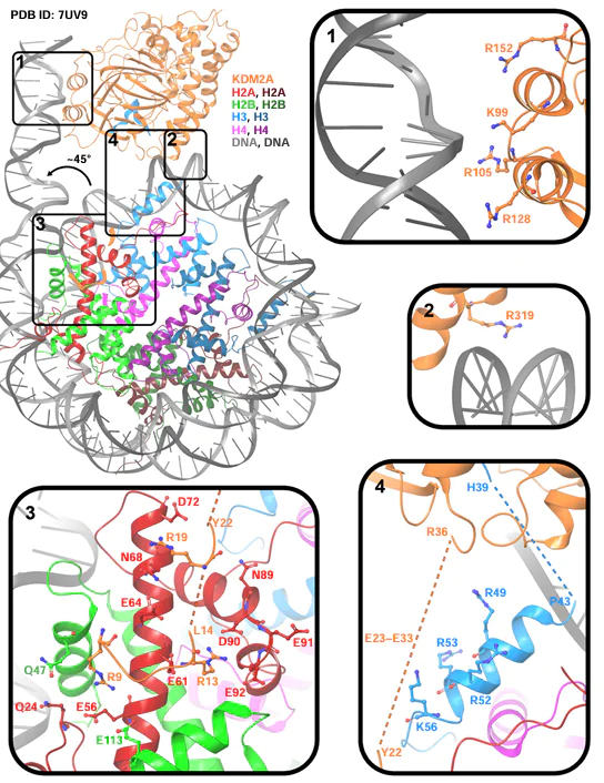 Images of the KDM2A interaction with the nucleosome in the structure (PDB ID: 7UV9) obtained with electron microscopy.32, 46