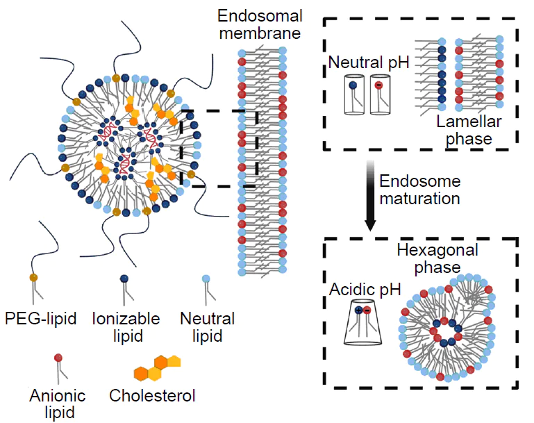 Mechanism of endosomal escape of lipids