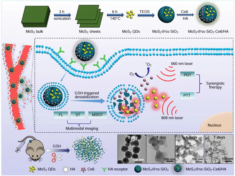 Formation and operation of MoS2@ss-SiO2-Ce6/HA nanocomposites and GSH-responsive degradation mechanism leading to efficient removal from the body. Reproduced from Li et al.205 with permission from the American Chemical Society.