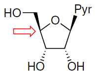 General structure of pyrimidine nucleosides. The arrow indicates the 4’ position of the carbohydrate moiety.