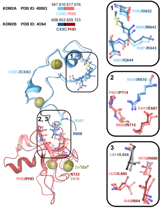 Overlay of 3D structures of KDM2A (PDB ID: 4BBQ) and KDM2B (PDB ID: 4O64) containing CXXC and PHD domains.32, 38