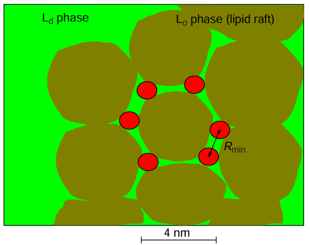 Top view of a portion of the membrane: schematic representation of possible subdomains (dark yellow) in a lipid raft with a cluster of 6 ibuprofen-SL molecules (red circles) located between the subdomains. Rmin denotes the minimum distance between molecules.45