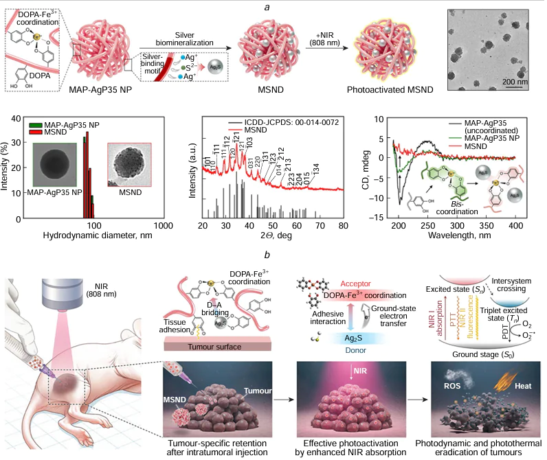 (a) Synthesis and characterization of the MSNDs. (b) MSNDs as NIR theranostics enable externally controlled, localized cancer therapy. Reproduced from Kim et al.200 under CC BY-NC-ND 4.0. License.