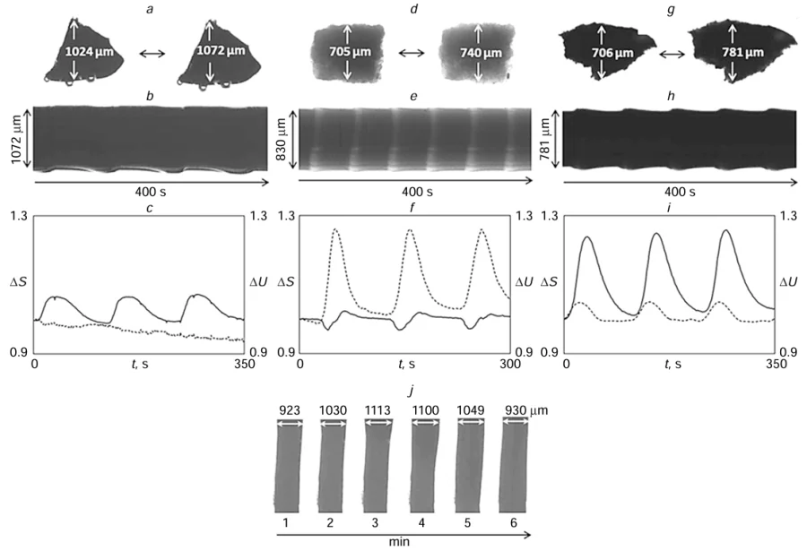 Diagrams of oscillations of pieces of gels in a CFBZ solution with the following concentrations: [MA] = 0.063 M, [NaBrO3] = 0.084 М, [HNO3] = 0.9 М: (a), (d ), (g) snapshots of pieces of gels 17, 18, and 19, respectively, in the reduced (Ru2+) (left image) and oxidized (Ru3+) (right image) states of the complex; (b), (e), (h) space – time diagrams of pieces of gels 17, 18, and 19, respectively; (c), (f), (i) time dependences ΔS = Si /S0 (S0 is area of the piece at the initial time point, Si is area of the piece at time point i) (continuous line) and ΔU = Ui /U0 (U0 is the shade of the piece at the initial time point, Ui is the shade of the piece at time point i) (dotted line) for gels 17, 18, and 19, respectively; ( j) chemical wave propagation in a cylindrical piece of gel 19 (1 mm in diameter and 3.6 mm in height) from top downward at a velocity of approximately 0.6 mm min–1 generating a local swollen area moving together with the wave.94