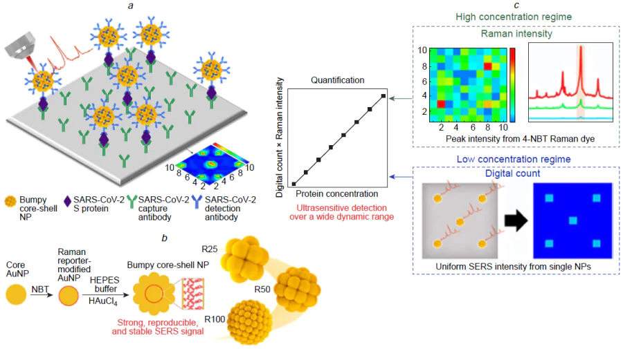 Illustration of the digital LFIA employing the core-shell SERS tags for the sandwich immunoassay for the detection of the SARS-CoV-2 spike protein. (a) Assembly scheme of the sandwich-like complexes on the test line. (b) SERS tags loaded with Raman reporters. (c) A scheme of digital SERS which counts separate events instead of averaging of the whole test line surface. Reprinted with a permission from Ref. 238 ©2022 American Chemical Society.