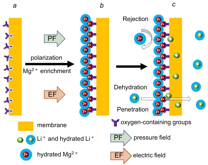 Mechanism of separation of Li+ and Mg2+ ions by a hybrid electrobaromembrane method with co-directional electric and pressure fields. (a) NF membrane surface polarized by electric field; (b) formation of magnesium complexes with oxygen-containing groups and enrichment of the membrane surface with Mg2+ ions; (c) rejection of Mg2+ ions and permeation of Li+ ions.268 Published with permission from Elsevier