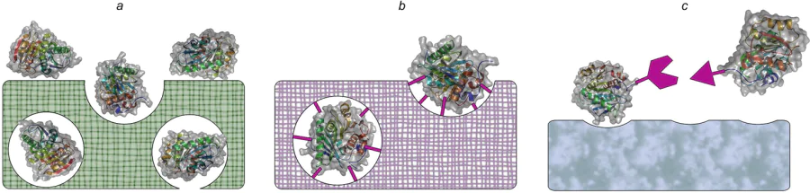 Basic schemes of various types of immobilization of enzymes. (a) embedding and/or absorption (adsorption) in/on a carrier; (b) covalent binding to the carrier; (c) high affinity interaction. The structure of IsPETase enzyme (PDB 6EQD) was illustrated using PyMOL (version 1.7.6, Schrodinger, LLC).