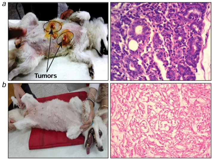 Photographs of a dog and histopathological images demonstrating the tumour state before (a) and after (b) the therapy.204 Figure reproduced with permission from Dove Medical Press.