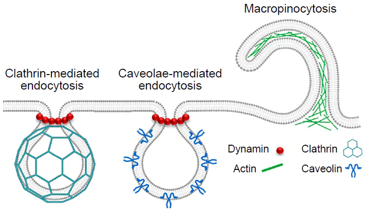 Illustration of the main types of endocytosis