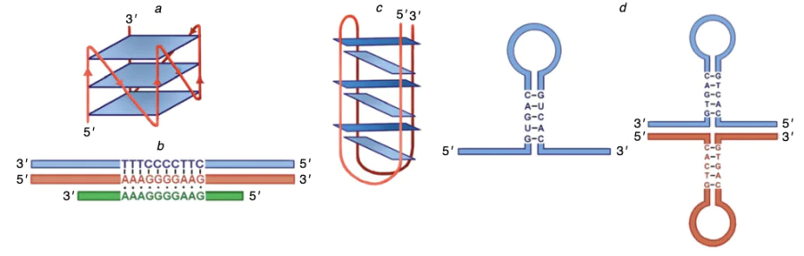 Non-canonical structures of nucleic acids: G-quadruplexes (a), DNA triplexes (b), i-motifs (c), andhairpin RNA and DNA (d).