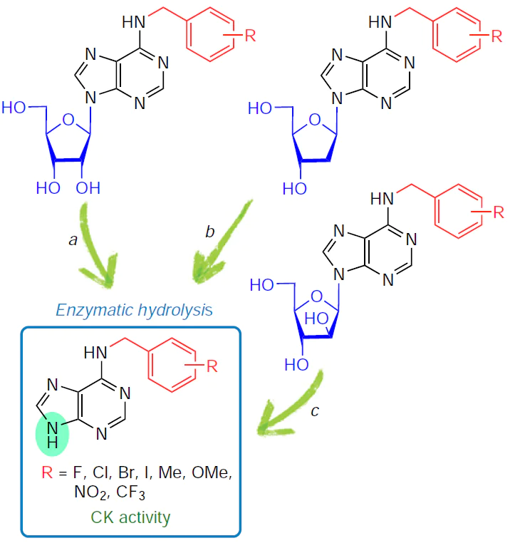 Scheme of conversion into active free bases for synthetic cytokinin nucleosides, derivatives of 9-β-D-ribofuranosylpurine (a), 9-β-D-2'-deoxyribofuranosylpurine (b), and 9-β-D-arabinofuranosylpurine (c).
