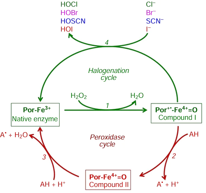 Schemes of peroxidase and halogenation cycles of mammalian heme peroxidases. The Figure was created by the authors using published data.210