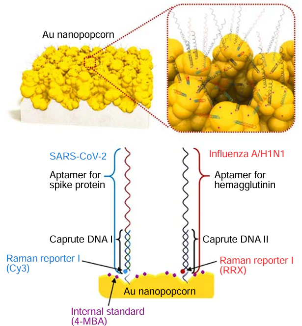 Schematic illustration for the detection of influenza A/H1N1 and SARS-CoV-2 using the dual-mode SERS aptasensor. Two Raman reporters-labeled DNA aptamers are hybridized with capture DNAs on the Au nanopopcorn substrate. The internal standard 4-mercaptobenzoic acids (4-MBAs) are immobilized along with aptamer DNAs on the Au nanopopcorn substrate. Recognition of target protein induces the aptamer’s conformational change, leading to decreased corresponding Raman signal intensities. Reproduced with permission from the Ref. 221.