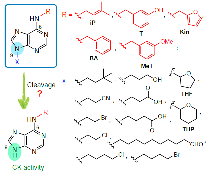 Examples of N9-substituted analogues of natural cytokines that exhibit cytokinine activity in bioassays.