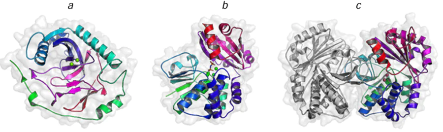 Structures of human family I (a) and Bacillus subtilis family II (b) PPase subunits and Staphylococcus aureus family II PPase dimer (c). The structural parameters were retrieved from RCSB PDB (codes 7BTN, 2HAW, and 4RPA, respectively). The catalytically important Mg2+/Mn2+ ions in the enzyme active sites are shown as spheres.