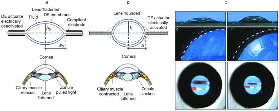 Focus-tunable DEA lens emulating the crystalline lens of the human eye: (a, b) schematic of the working principle of the lens and the circular actuator; (c) picture of the tunable lens demonstrating changes in the radius of curvature, the size and the focal length of the DEA lens.264 The diameter of the frame of the circular DEA is 40 mm, the radius of the lens is 7.6 mm. Reproduced with the permission of John Wiley and Sons