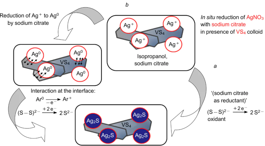 Schematic of two possible pathways for the for mation of Ag2S nanoparticles anchored to VS4 nanorods: the direct formation of Ag2S when a reducing agent is added to VS4 colloid containing Ag+ (a); a two-step process in which Ag+ ions are first reduced by sodium citrate to form Ag0 nanoparticles, and then oxidized to Ag2S by disulfide groups (b).98 Reprinted with the permission of Wiley