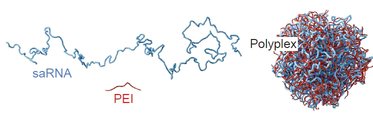 Schematic picture of mRNA and PEI chains and polyplexes they form.169 Copyright Nature 2025.