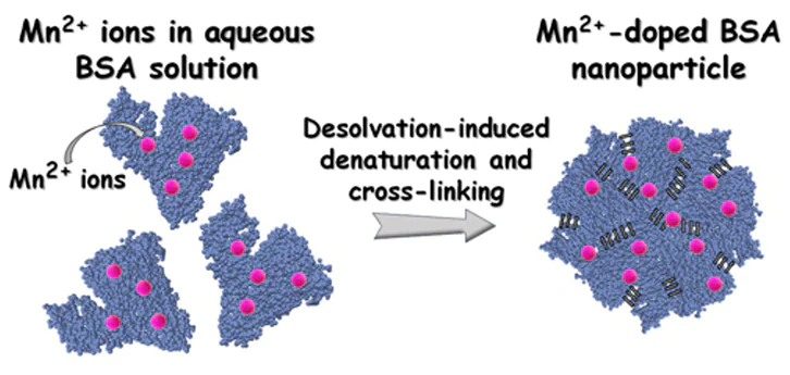 Schematic representation of high contrasting Mn2+ containing BSA nanoparticles synthesis