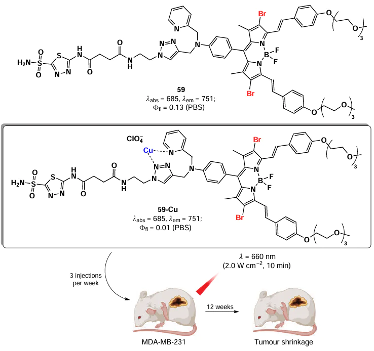 Structure of the copper complex based on 2,6-di-bromo-3,5-distyryl-BODIPY 59 with the vector to CSC acetazolamide and its in vivo action. The figure created by the authors based on the data of the publication138.