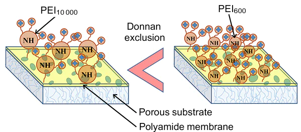 Scheme illustrating the effect of the molecular weight of grafted polyethyleneimine on the permselectivity of commercial membranes