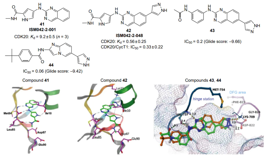 Examples of the structure of CDK20 inhibitors (41, 42) and their closest known analogues: ASK1 kinase inhibitors (43, 44), and docking results (IC50 and Kd values are given in μM, Glide score values are in kcal mol–1); carbon atoms of the ligands are highlighted in green and orange, nitrogen atoms are in blue, oxygen atoms are in red, and hydrogen atoms are in white[134]. The figure is published under CC BY 3.0 license.