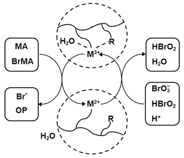 Field – Körös – Noyes mechanism as applied to a gel. The dashed lines show the conventional boundaries of the gel in a CFBZ solution. M is catalyst, R is a polymer chain fragment, MA is malonic acid, BrMA is bromomalonic acid, OP are other products.