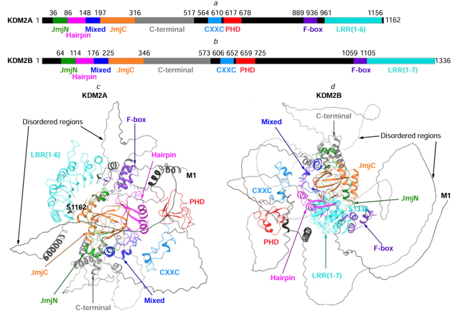 Structural features of KDM2: domain architectures of KDM2A (a) and KDM2B (b) and predicted (AlphaFold3) tertiary structures of full-length KDM2A (c) and KDM2B (d) proteins. The amino acid sequences were taken from the UniProt database (protein IDs are Q9Y2K7 and Q8NHM5). The coloured written words indicate domains designated by the following abbreviations: JmjN is Jumonji N; JmjC is Jumonji C; CXXC is the zinc finger domain CXXC; PHD is the plant homeodomain; LRR is the leucine-rich repeat domain containing six [LRR(1-6)] or seven [LRR(1-7)] repeats.14, 30, 31