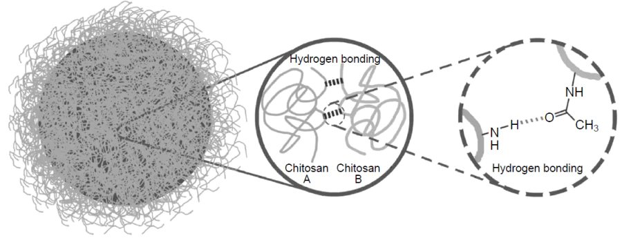 Schematic image of the formation of intermolecular hydrogen bonds between the amino and acetamide groups of chitosan, which creates the capsule shell. The Copyright belongs to Wiley.37