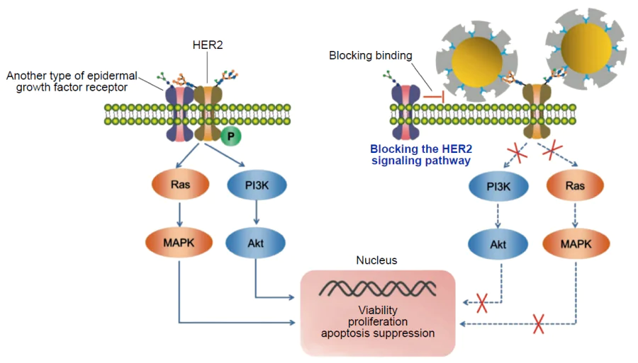 Schematic diagram of the blocking principle of the HER2 signalling pathway through receptor binding to MIPs.173 Copyright 2019, Wiley.