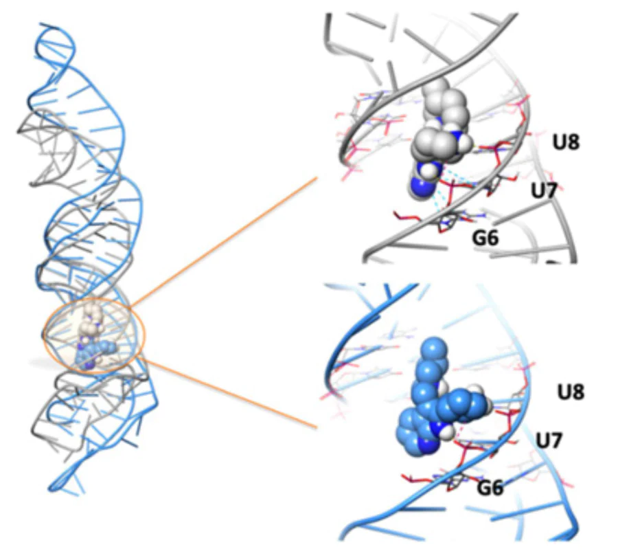 Result of the molecular docking of compound 261 into MALAT1 RNA.152 Copyright (2023) Wiley.