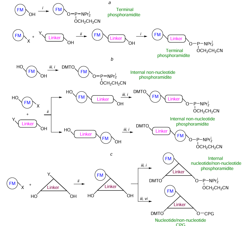 General schematic pictures for the synthesis of FM-containing modifiers for automated oligonucleotide synthesis including the following stages: (i) phosphitylation, (ii) attachment of a linear or branched linker to FM, (iii) dimethoxytritylation, (vi) immobilization on a solid support (X and Y designate reactive groups). For explanations to pathways a – c, see the text.