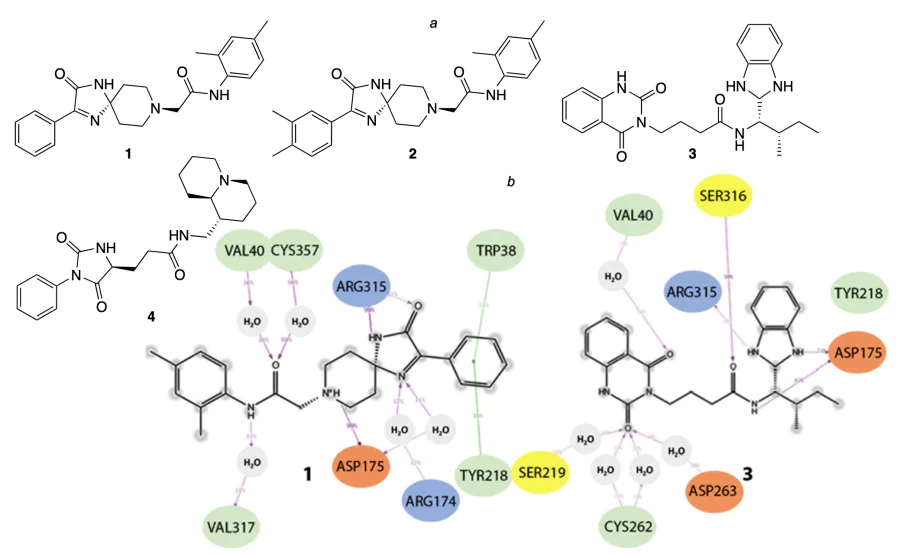 Structures of promising molecules, potential WSB1 inhibitors (a) and most likely binding mechanisms for molecules 1 and 3 based on MD results (b)[103]. The figure is published under CC BY 4.0 DEED Attribution 4.0 International license.