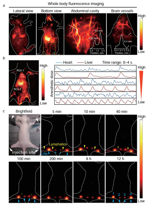 Fluorescence imaging of mouse in vivo (а); NIR-II imaging (NIR-II is the near IR region) with intravenously injected 82b nanoparticles and heartbeat and respiratory curves recorded by monitoring oscillations of the fluorescence signal from the heart (ROI-1 is the region of interest 1) and liver (ROI-2 is the region of interest 2) (b); and variation of NIR-II images with time after subcutaneous injection of the agent through the pad of the foot (λex = 730 nm, 1100LP optical filter, τ = 10 ms irradiation time) (c). Reproduced from Wu and co-workers 51 with permission from Wiley