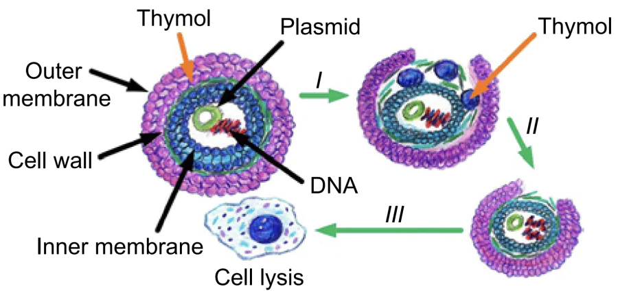 Effect of thymol on gram-negative bacteria (I is leakage of outer membrane, II is change in the proton motive force of the bacterial cell, III is cell lysis).