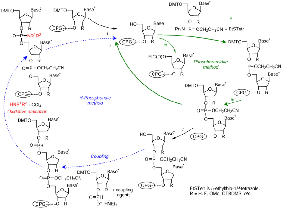 Combination of phosphoramidite and H-phosphonate methods of oligonucleotide synthesis including the following steps: (i) detritylation, (ii) coupling, (iii) capping, (iv) oxidation